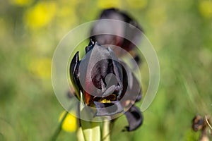 Macro photo of Iris atrofusca or Judean iris or Gilead iris grow a meadow