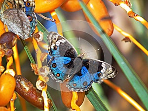 Junonia orithya , the blue pansy butterfly