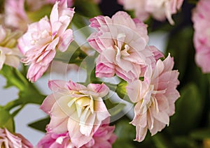 Macro photo kalanchoe blossfeldiana with pink flowers closeup