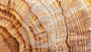 macro photo of Karelian birch round surface with wood texture