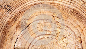 macro photo of Karelian birch round surface with wood texture