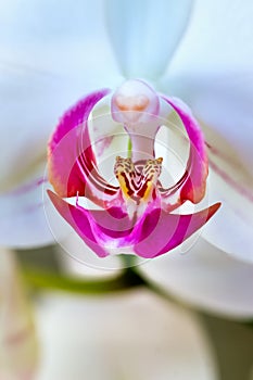 Macro photo of the labellum, callus and throat of a Phalaenopsis orchid.