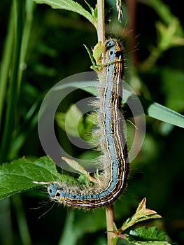 Macro photo of a lackey moth caterpillar - Malacosoma neustria