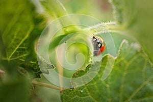 Macro photo of a ladybug Coccinellidae on a green leafy plant