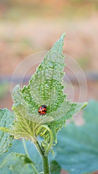 Macro photo of Ladybug in the green grass. Background leaf, bugs and insects world. Nature in spring concept