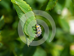 Macro Photo of Ladybug Larvae on Green Leaf Isolated on Backgrou