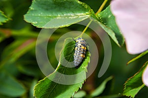 Macro Photo of Ladybug Larvae on Green Leaf Isolated on Backgrou