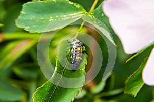 Macro Photo of Ladybug Larvae on Green Leaf Isolated on Backgrou