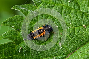 Macro Photo of Ladybug Larvae on Green Leaf Isolated on Backgrou