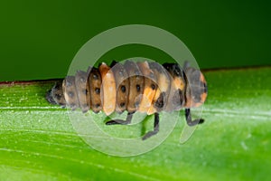 Macro Photo of Ladybug Larvae on Green Leaf Isolated on Background