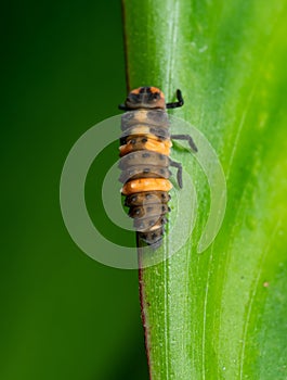 Macro Photo of Ladybug Larvae on Green Leaf Isolated on Background