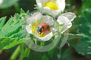 Macro photo of a ladybug on a strawberry flower