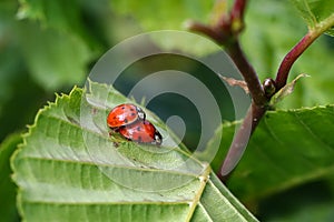 Macro photo ladybugs making love on green leaves