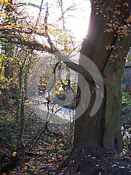 Macro photo with landscape autumn background with the prospect of a rural river and trees