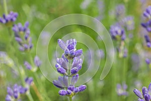 Macro Photo of Lavanda Flowers in Background