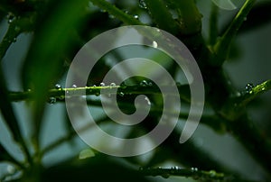 Macro photo. leaf axils, buds on the trunk of a green Scheffler plant. water drops photo