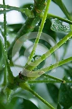 Macro photo. leaf axils, buds on the trunk of a green Scheffler plant. water drops