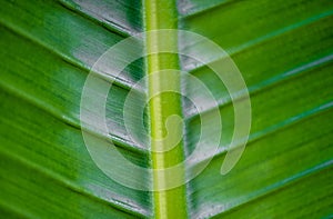 Macro Photo Of Leaf Texture.