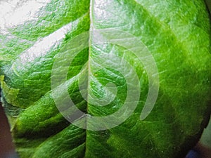 Macro Photo Of Leaf Texture.