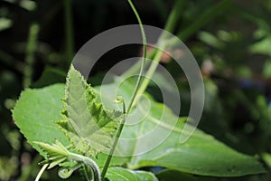 Macro photo leaves are just growing