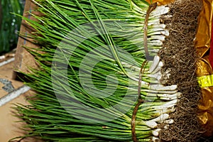 Macro Photo of a leek. Texture of green onion with fresh green stems. The leeks are lined up.