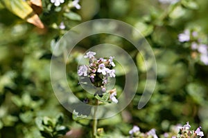 Macro photo of of lemon thyme, Thymus citriodorus