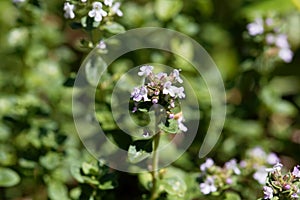 Macro photo of of lemon thyme, Thymus citriodorus