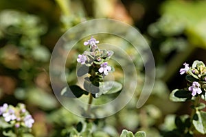 Macro photo of of lemon thyme, Thymus citriodorus