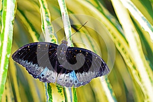 Lexias dirtea , Black-tipped archduke butterfly , butterflies of Malaysia photo