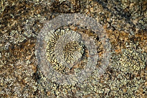macro photo with lichen abstract pattern on the stone