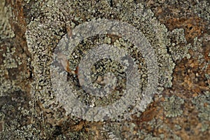 macro photo with lichen abstract pattern on the stone