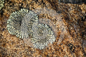 macro photo with lichen abstract pattern on the stone