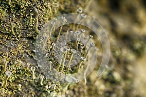 macro photo with lichen abstract pattern on the stone