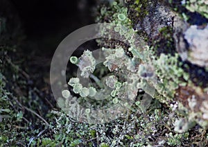 Macro photo of lichen