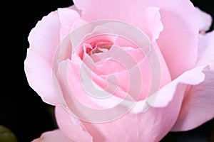 Macro photo of a light pink rose called Andre le Notre