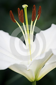 Macro view of Lilly stamen