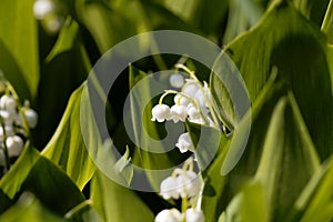 Macro photo of Lily of the valley Convallaria majalis flowers w