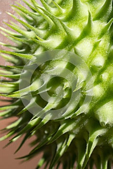 Macro photo of a lime green Moonflower seed pod.