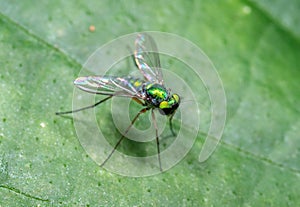 Macro Photo of Long Legged Fly on Green Leaf