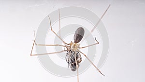 Macro photo long legs spider Phalangium opilio. The spider is in its web. Space for copy or text