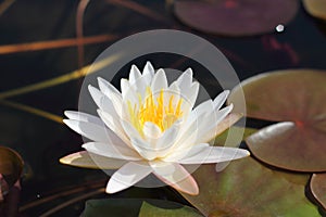 Macro photo of lotus flower it may be design to your design graphic