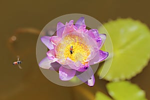 Macro photo of lotus flower whit bees it may be design to your design graphic