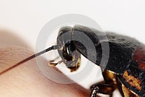 Macro photo Madagascar hissing cockroach Gromphadorhina portentosa on hand on a white background. head close-up.