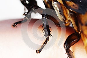 Macro photo Madagascar hissing cockroach Gromphadorhina portentosa on hand on a white background. structure of the legs with claws