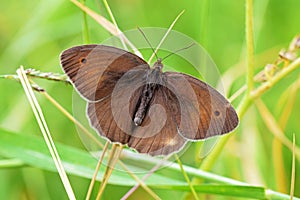 Maniola jurtina , The meadow brown butterfly photo