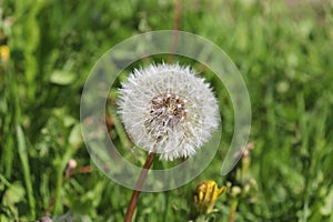 macro photo - mature dandelion with seeds