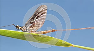Macro photo of a mayfly