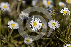 Macro photo of meadow with daisy flower in focus