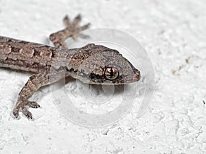 Macro Photo of Mediterranean House Gecko on White Floor