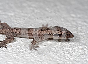 Macro Photo of Mediterranean House Gecko on White Floor